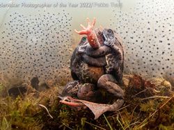Karya Mencengangkan Juara Kontes Foto Underwater 2022