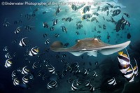 Underwater Photographer of the Year 2022