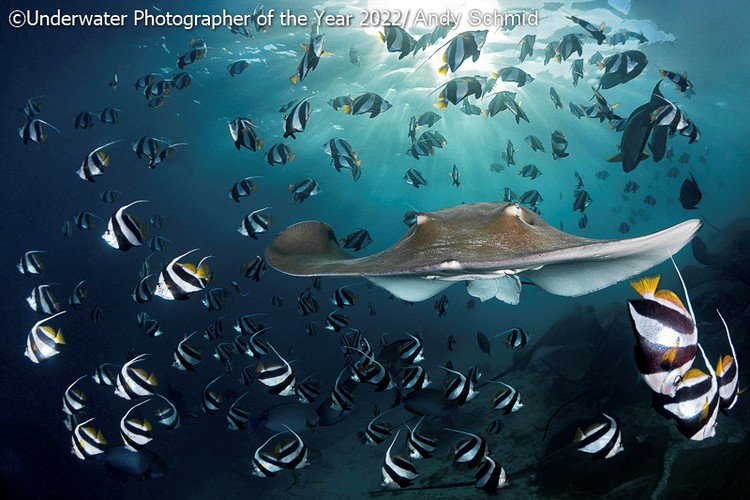 Underwater Photographer of the Year 2022