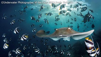 Foto: Underwater Photographer of the Year