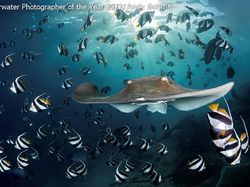 Karya Mencengangkan Juara Kontes Foto Underwater 2022