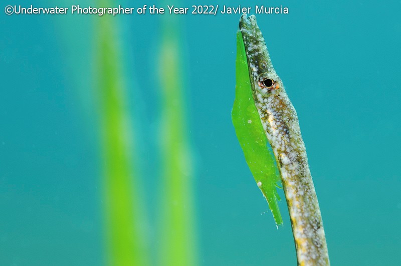 Underwater Photographer of the Year 2022