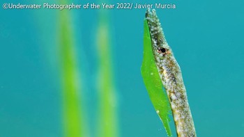 Foto: Underwater Photographer of the Year