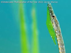 Karya Mencengangkan Juara Kontes Foto Underwater 2022