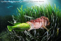 Underwater Photographer of the Year 2022