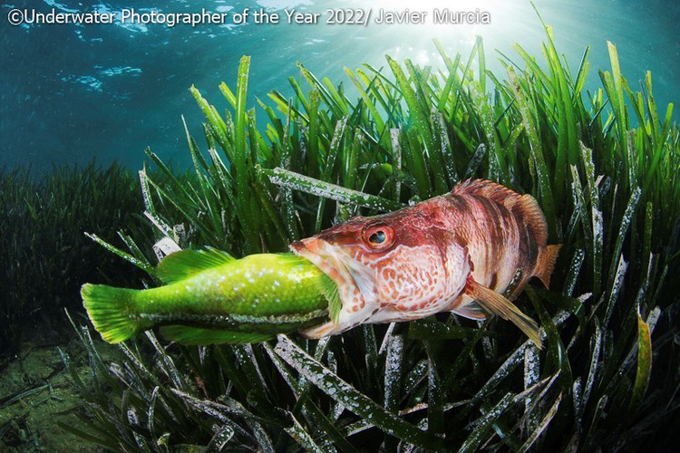 Underwater Photographer of the Year 2022
