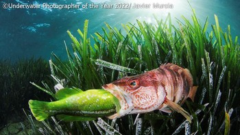 Foto: Underwater Photographer of the Year