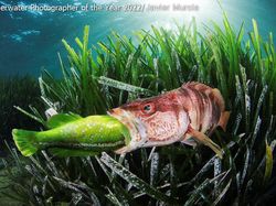 Karya Mencengangkan Juara Kontes Foto Underwater 2022