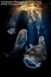 Underwater Photographer of the Year 2022