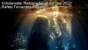 Foto: Underwater Photographer of the Year