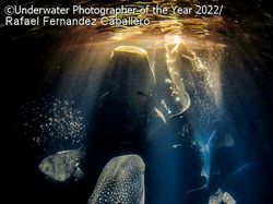 Karya Mencengangkan Juara Kontes Foto Underwater 2022