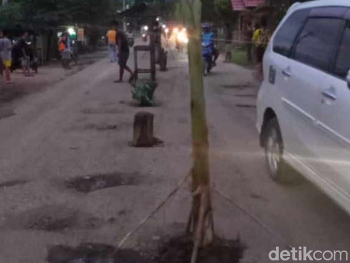 Warga tanam pohon di jalanan berlubang di Polman, Sulbar. (Abdy/detikcom)