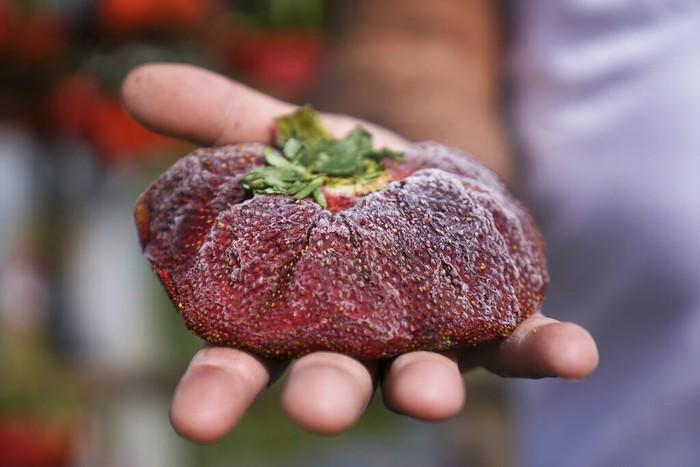 Wowww....Strawberry Punya Ukuran Jumbo Ini Pecahkan Rekor Dunia Petani di Israel memanen strawberry. Tidak disangka, salah satunya berukuran jumbo seberat 289 gram. Sekitar 5 kali lipat ukuran biasa.