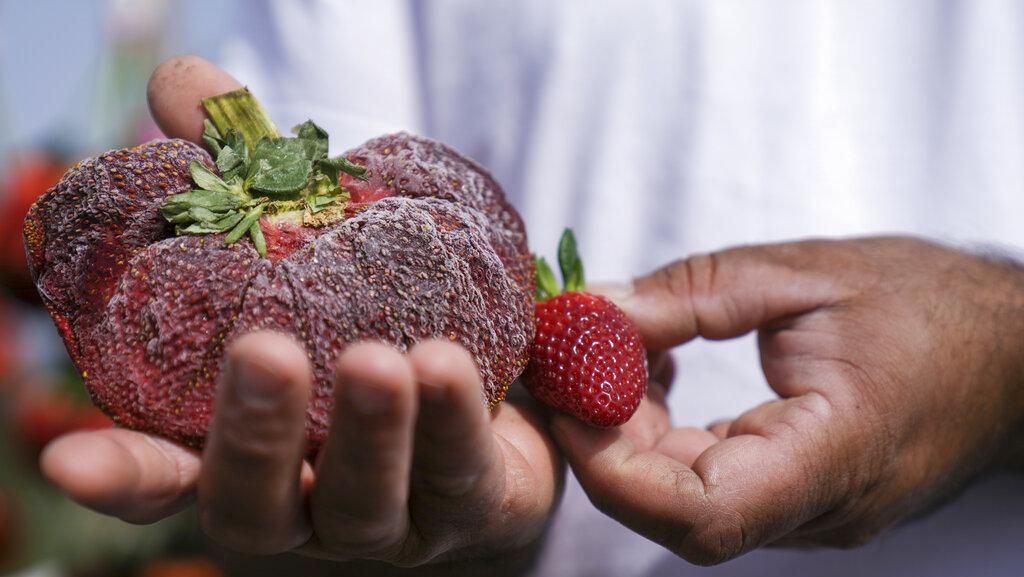 Wowww... Strawberry Ukuran Jumbo Ini Pecahkan Rekor Dunia