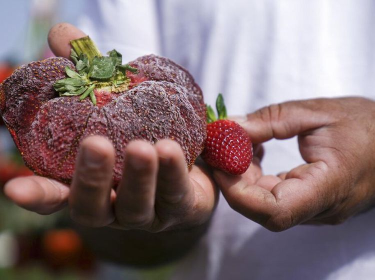 Wowww... Strawberry Ukuran Jumbo Ini Pecahkan Rekor Dunia