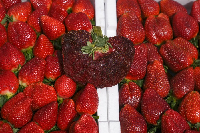 Petani di Israel memanen strawberry. Tidak disangka, salah satunya berukuran jumbo seberat 289 gram. Sekitar 5 kali lipat ukuran biasa.