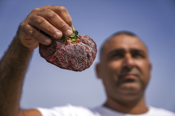 Petani di Israel memanen strawberry. Tidak disangka, salah satunya berukuran jumbo seberat 289 gram. Sekitar 5 kali lipat ukuran biasa.