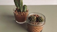 Seperti ini tampilan churros kaktus hasil kreasi warga Jepang. Sekilas tampak seperti hiasan karena penyajiannya pun menggunakan pot mungil yang diberi isi biskuit.  Foto: Brightside