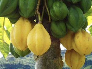 Fakta Buah Carica Dieng Dengan Sejuta Manfaat Bagi Tubuh