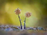 Close Up Photographer of the Year