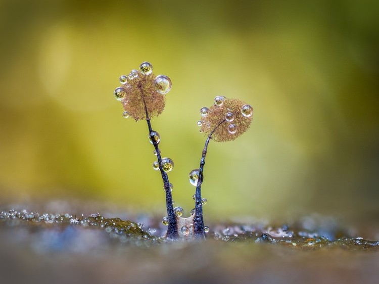 Close Up Photographer of the Year
