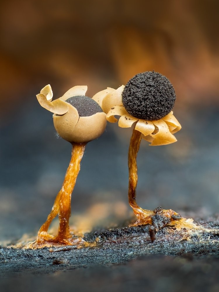 Karya jawara Close Up Photographer of the Year