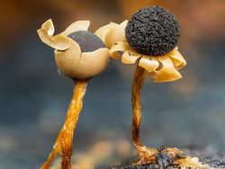 Deretan Foto Close Up Kehidupan Alam Liar yang Memukau Mata