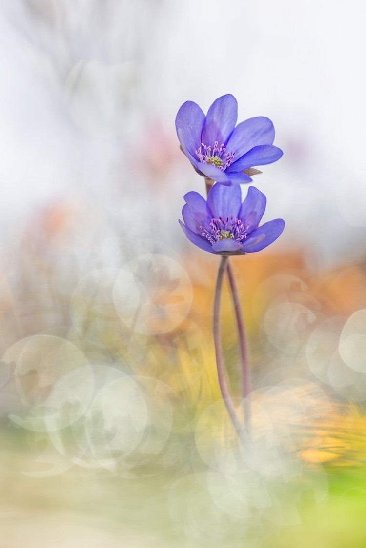 Karya jawara Close Up Photographer of the Year