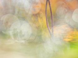 Deretan Foto Close Up Kehidupan Alam Liar yang Memukau Mata