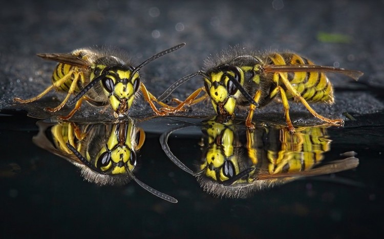 Karya jawara Close Up Photographer of the Year