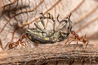 Karya jawara Close Up Photographer of the Year