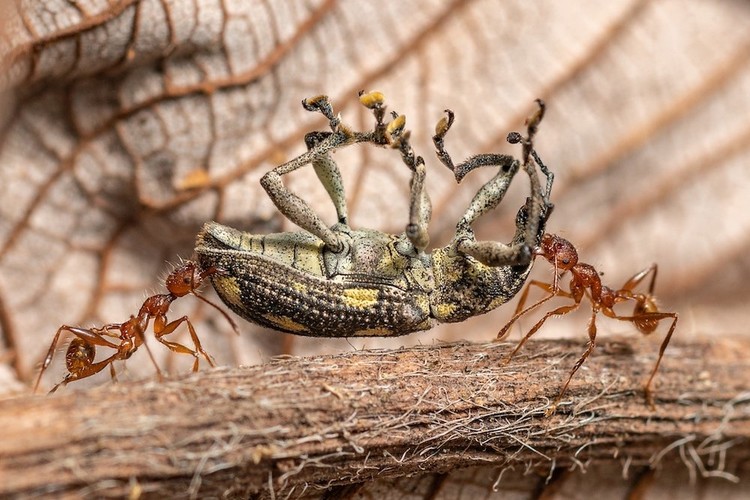 Karya jawara Close Up Photographer of the Year