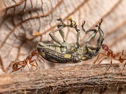 Deretan Foto Close Up Kehidupan Alam Liar yang Memukau Mata