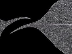 Deretan Foto Close Up Kehidupan Alam Liar yang Memukau Mata