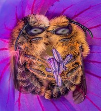 Close Up Photographer of the Year