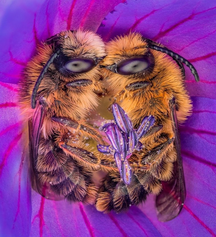 Close Up Photographer of the Year