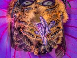 Deretan Foto Close Up Kehidupan Alam Liar yang Memukau Mata