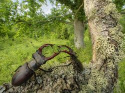 Deretan Foto Close Up Kehidupan Alam Liar yang Memukau Mata