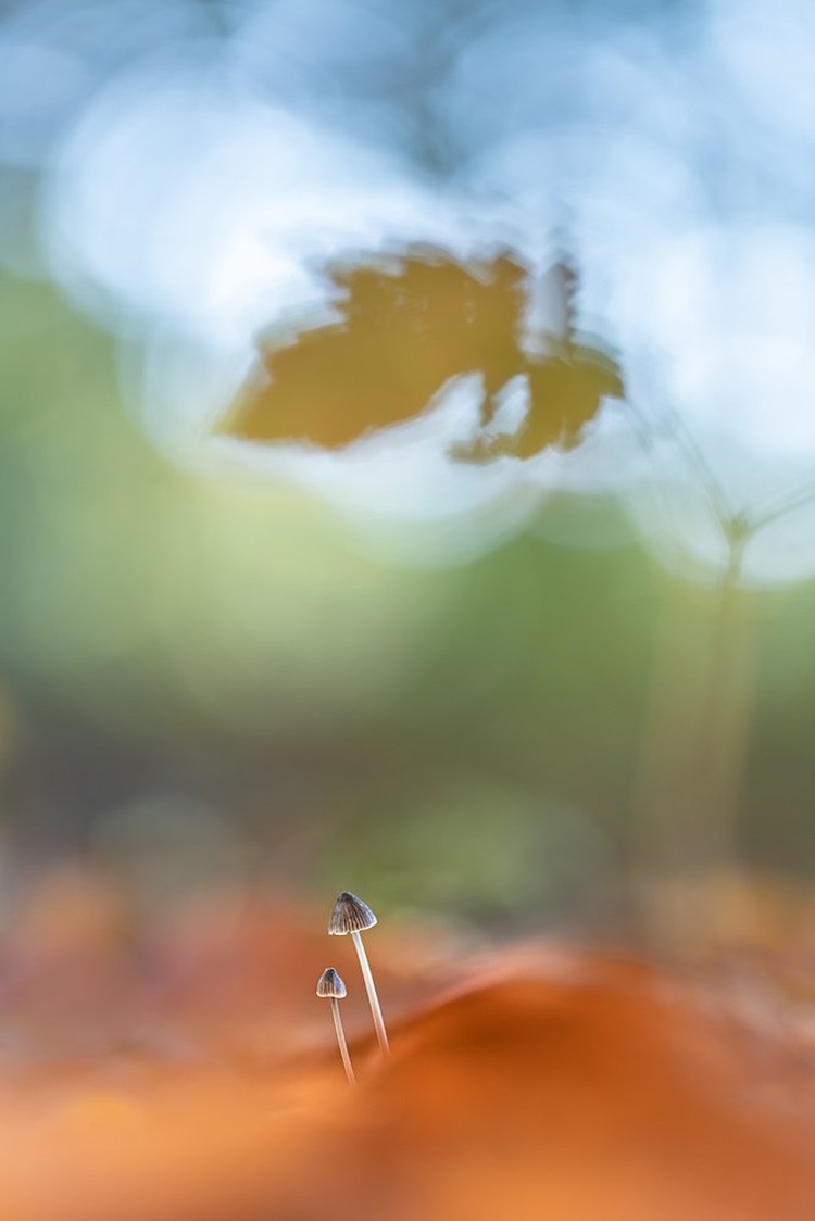 Close Up Photographer of the Year