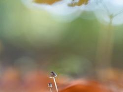 Deretan Foto Close Up Kehidupan Alam Liar yang Memukau Mata