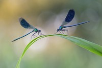 Close Up Photographer of the Year