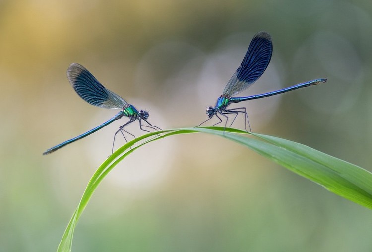 Close Up Photographer of the Year