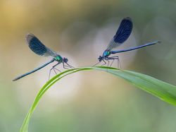 Deretan Foto Close Up Kehidupan Alam Liar yang Memukau Mata