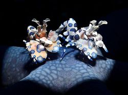 Deretan Foto Close Up Kehidupan Alam Liar yang Memukau Mata