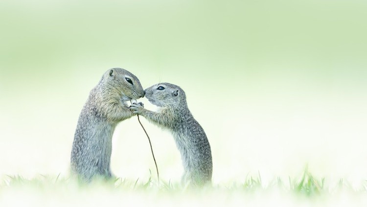 Close Up Photographer of the Year