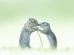 Deretan Foto Close Up Kehidupan Alam Liar yang Memukau Mata