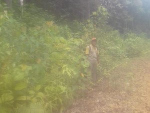 Sosok Penjaga Hutan Adat Dayak di Sudut Kalimantan