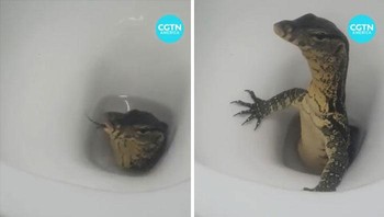 Panik nggak? Apa yang bakal kamu lakuin nih kalau ada biawak tiba-tiba keluar dari kloset begini? Hiiii..... Dok. Boredpanda