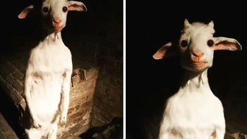 Waduhhh kambingnya bisa berdiri. Dok. Boredpanda