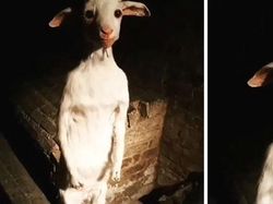 Aneh Tapi Nyata, Deretan Foto Ini Bikin Merinding